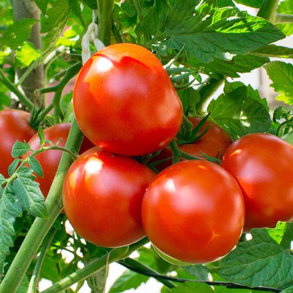 Tomato planting, care, harvesting
